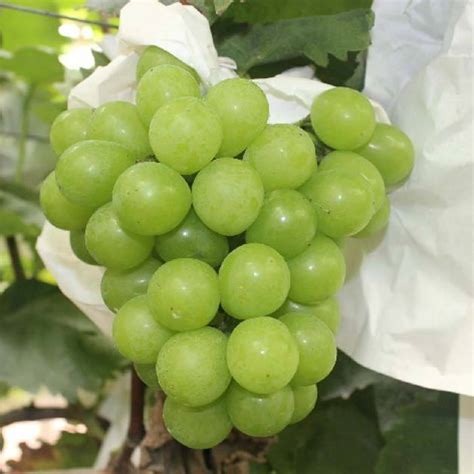 新鲜香妃葡萄新鲜水果葡萄顺丰包邮【注】下单前联系客服
