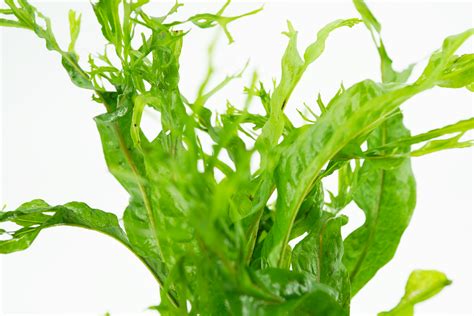 Image result for Windelov Java Fern