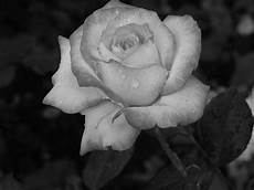 fiori in bianco e nero plant black and white 183 free photo on pixabay fiori in bianco e nero plant black and white 183 free photo on pixabay
