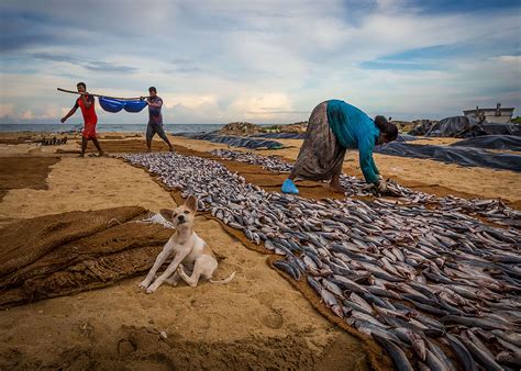 Animals Sony World Photography Awards 2018: A selection of shortlisted ...