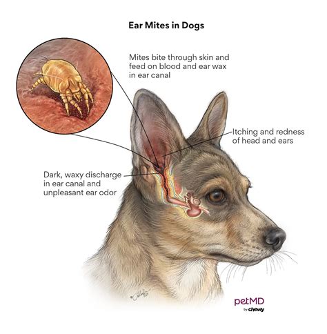 Symptoms Of Ear Mites In Dogs