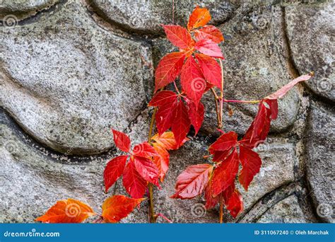 View of Beautiful Red Discolored Leaves of a Parthenocissus Tricuspidata Plant on a Gray Stone ...