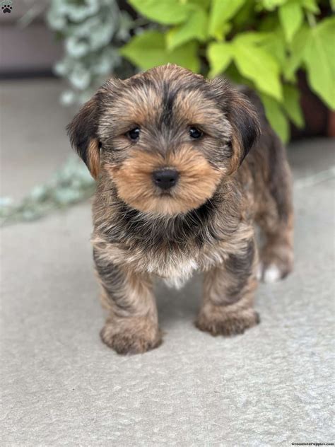 Teacup Yorkie Shih Tzu Mix