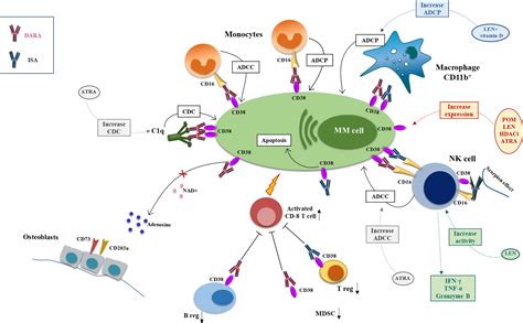 What Is Drug Mechanism Of Action at Earl Bremer blog