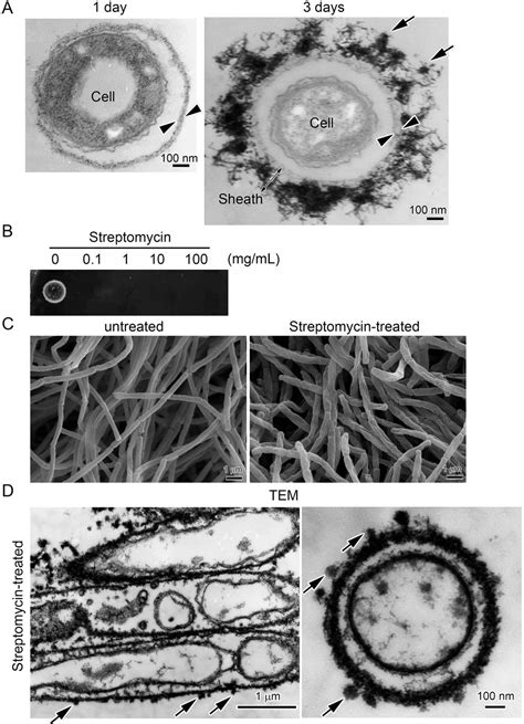 Direct Adherence of Fe(III) Particles onto Sheaths of Leptothrix sp ...