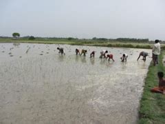 Farmers’ participatory sodic soil reclamation through integration of ...