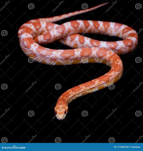 Pink Corn Snake