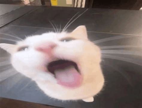 Image result for Cat Coding at Computer