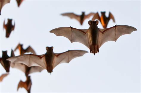 S.A.’s Common Critters: Mexican free-tailed bats are the global icons ...