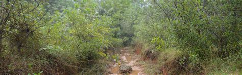 Gallery – Aranya Forest and Sanctuary