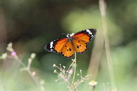 Season of Plain Tiger Butterflies