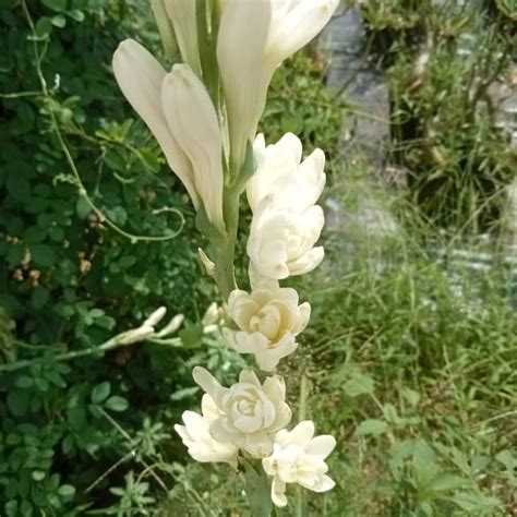 Tuberose white multipetal bulb (Pearl) – Santhi Online Plants