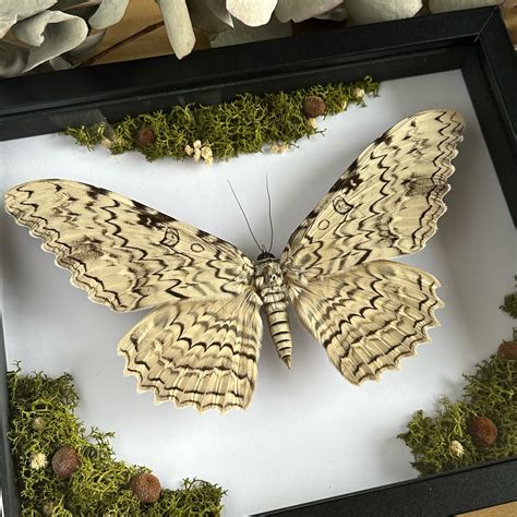 White Witch Moth (Thysania agrippina) with Moss and Florals Frame ...