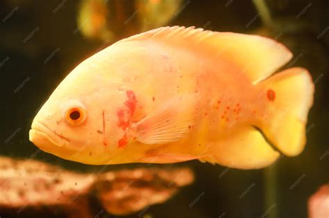 Premium Photo | An albino tiger oscar fish is swimming in an aquarium