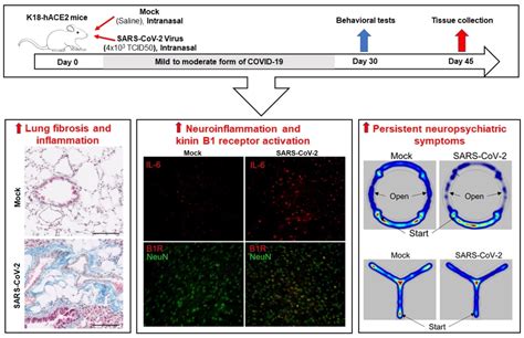 Emerging Role of Kinin B1 Receptor in Persistent Neuroinflammation and ...