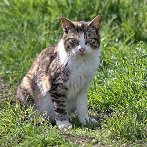 What Is A Tabby Calico Cat at Jeffrey Fishman blog