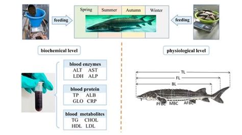 Comparison of Artificial Feed and Natural Food by the Growth and Blood ...