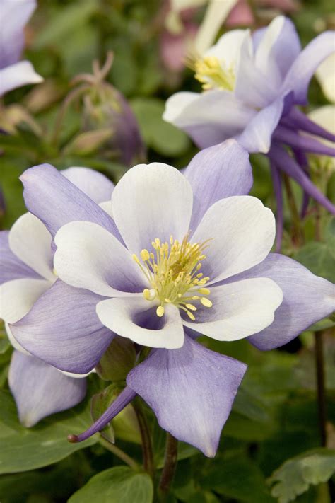 Origami Blue & White Columbine, Aquilegia x hybrida 'Origami Blue & White'