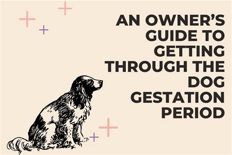 An Owner’s Guide to Getting Through the Dog Gestation Period (Easy Tips ...