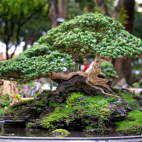 Best Starter Bonsai Trees For