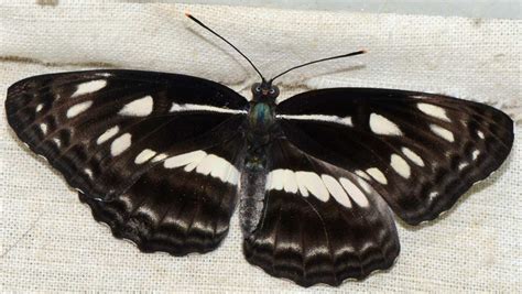 Insect Pests