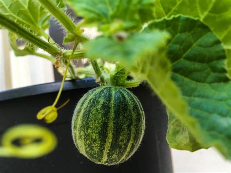 How to Grow Watermelon From Seed
