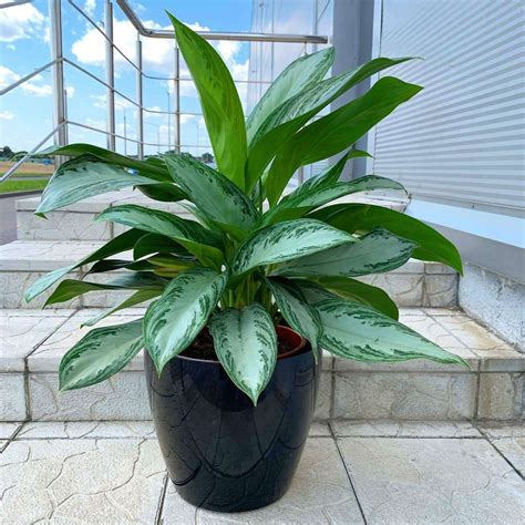 Аглаонема: уход в домашних условиях. Отличия от диффенбахии | Faterra.com