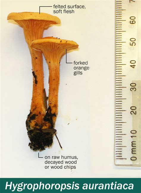 False Chanterelle Identification