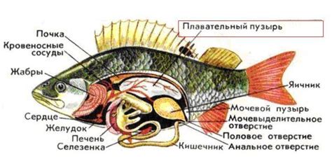Окунь: речной и другие виды. Как выглядит, внешнее строение окуня