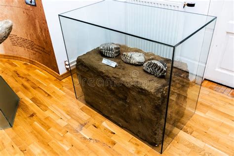 Human Evolution Technology 的图像结果