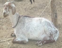 Live Stock :: Goat :: Care and Management of Goat