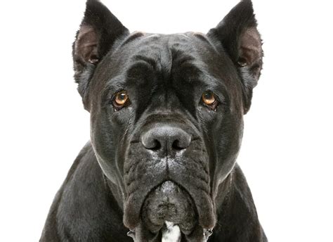 Cane Corso Dogs Attack 的图像结果