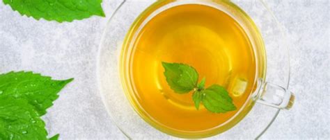 Why Nettle Tea Is Called Best Herbal Tea? Know its Benefits – Sorich