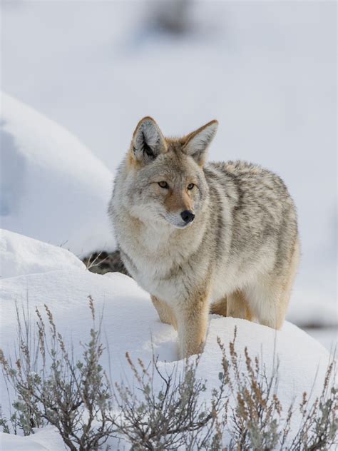 Coyote Wolf Hybrid Appalachia Virginia