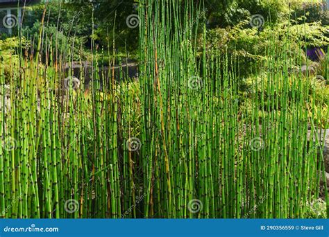 Dark Green Equisetum Hyemale, Often Known As Rough Horsetail. Stock ...