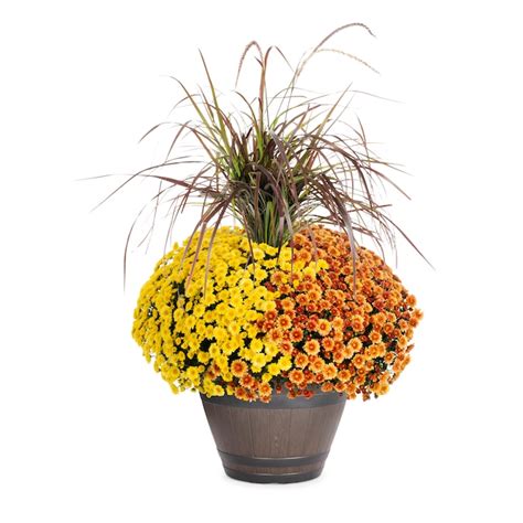 Lowe's Multicolor Mum in 5-Gallon Planter NURSERY at Lowes.com