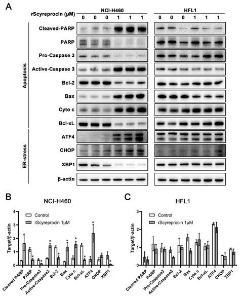 The Anticancer Activity Conferred by the Mud Crab Antimicrobial Peptide ...