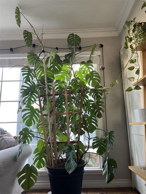 Monstera Trellis Ideas: Transform Your Space with Stunning Designs - Indoor Plants
