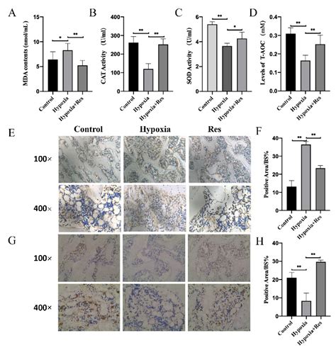 Resveratrol Ameliorates High Altitude Hypoxia-Induced Osteoporosis by ...