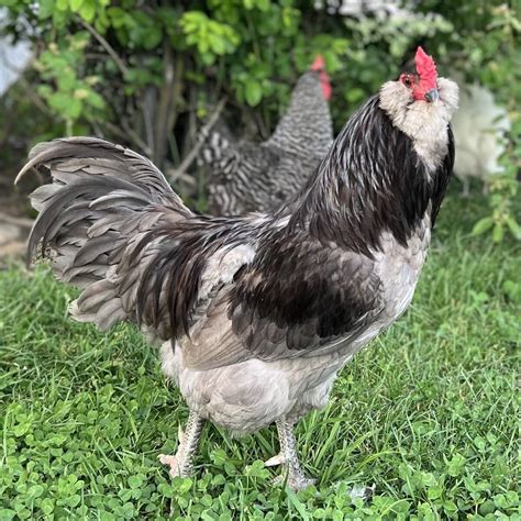 Blue Ameraucana – The Chicken Coop Company