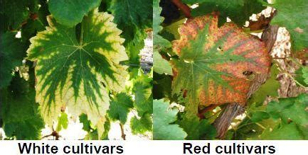 Bright yellow (white varieties) or red (red varieties) wedge-shaped ...