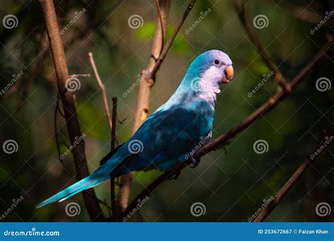 Blue Quaker Parrot stock image. Image of parrot, blue - 253672667
