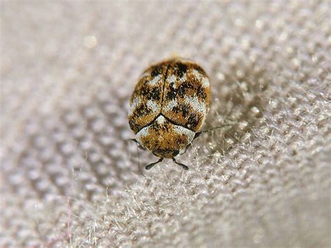 Carpet Beetle Eggs