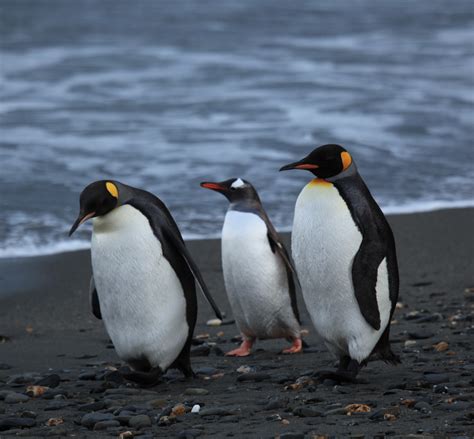 File:Penguins walking -Moltke Harbour, South Georgia, British overseas territory, UK-8.jpg ...