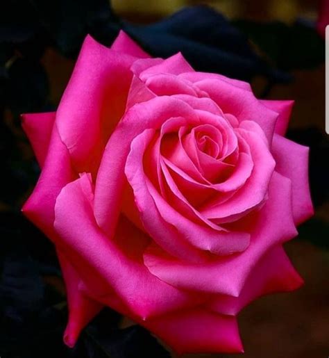 Image result for Flower Coding Steps Pattern in Scratch
