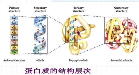 简述蛋白质各个结构层次的基本特点-百度经验