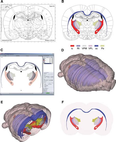 Frontiers | Three-dimensional atlas system for mouse and rat brain ...