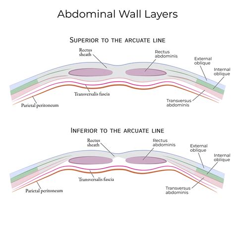 Gross Anatomy: Anterior Abdominal Wall Muscles | ditki medical & biological sciences
