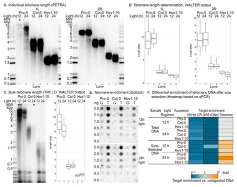 Quantification of 8-oxoG in Plant Telomeres