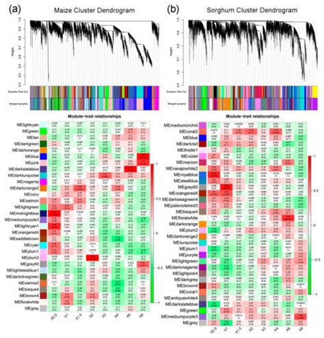 Cross-Species Root Transcriptional Network Analysis Highlights ...